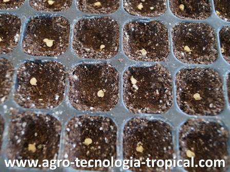 semillas sembradas en el semillero sin tapar